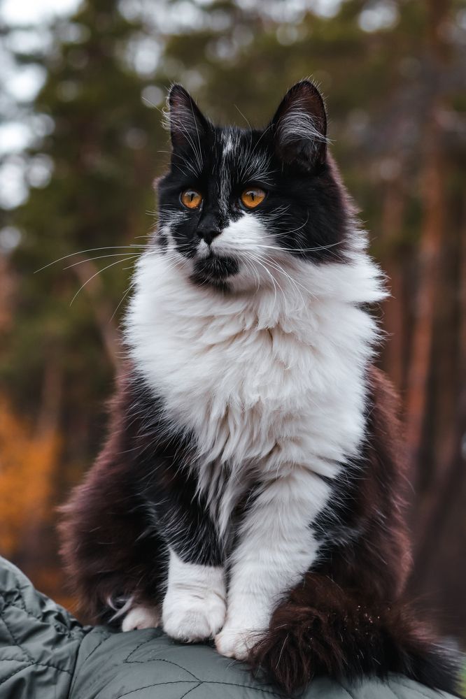 Фотография автора Илья Малеев