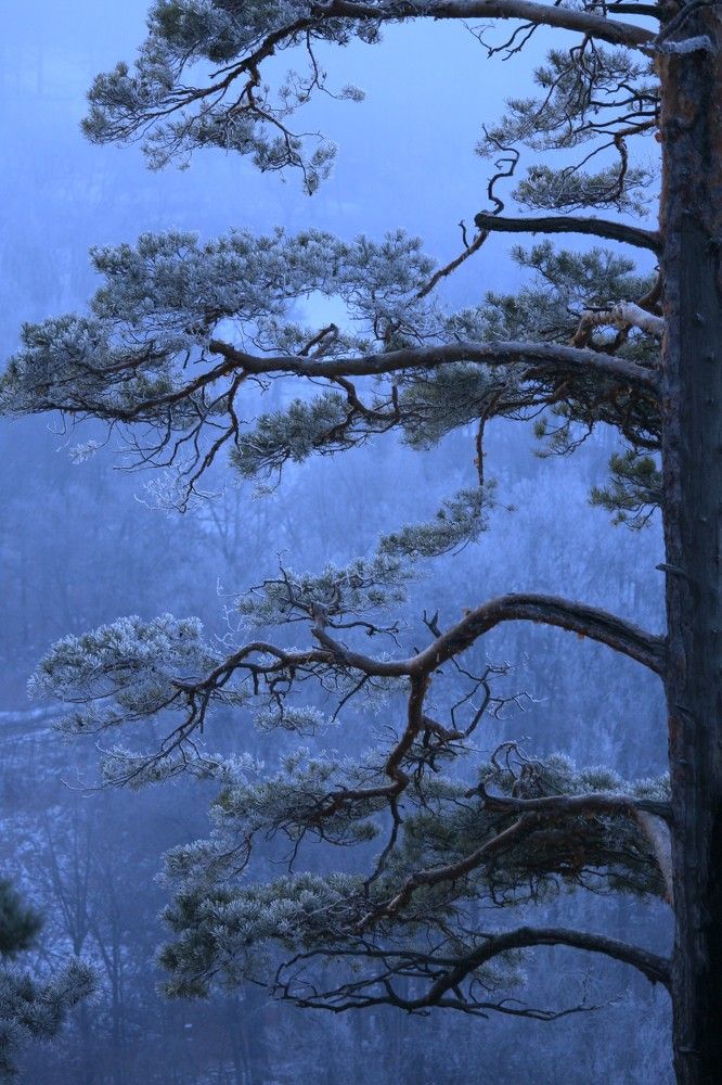 Фотография автора Татьяна Шебаршенко