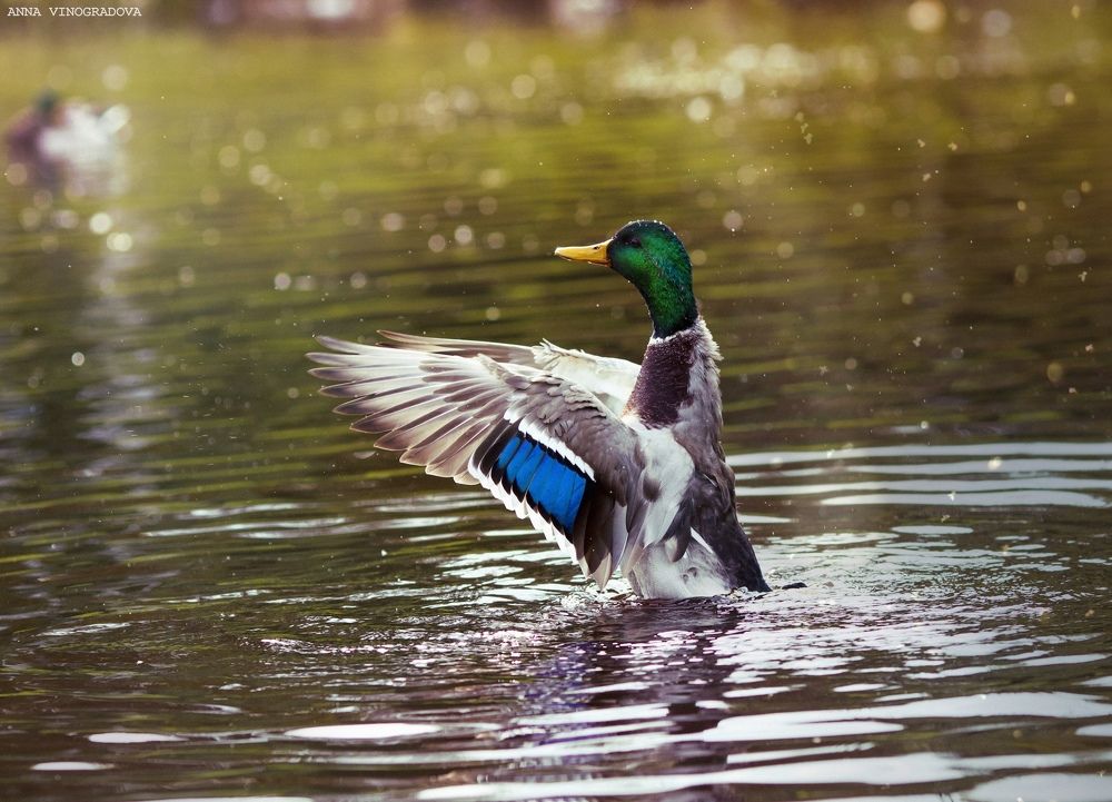 Photograph by Анна Невская