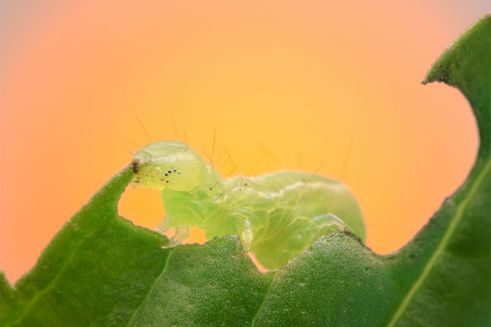 Photograph by Jorge Luis Cresti