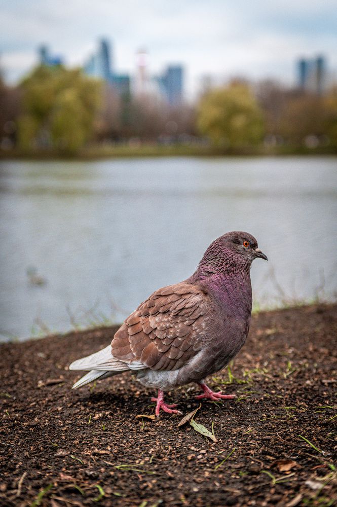 Photograph by Коробов Алексей