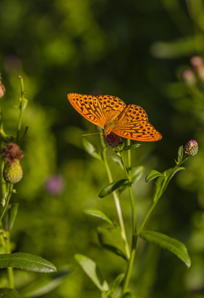 Photograph by Елена Павлова