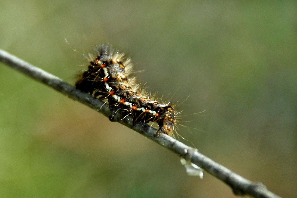 Фотография автора Николай Семенец