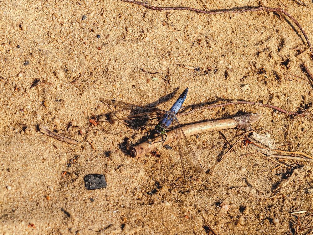 Прилетела, села..