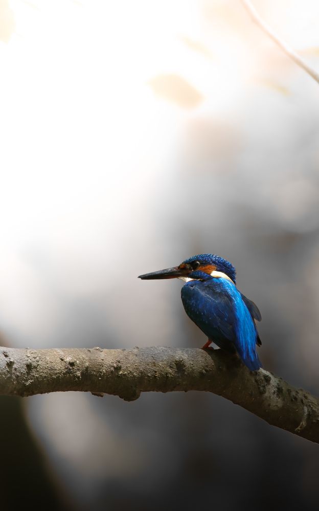 Common kingfisher