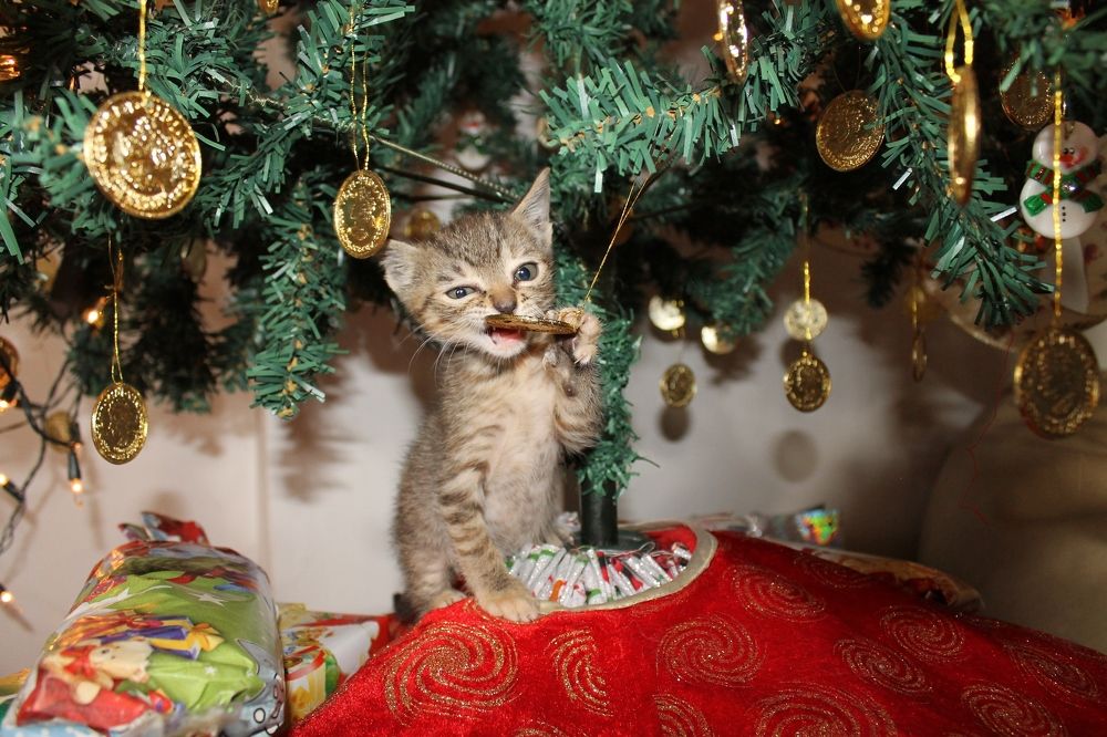 Фотография автора Zayari