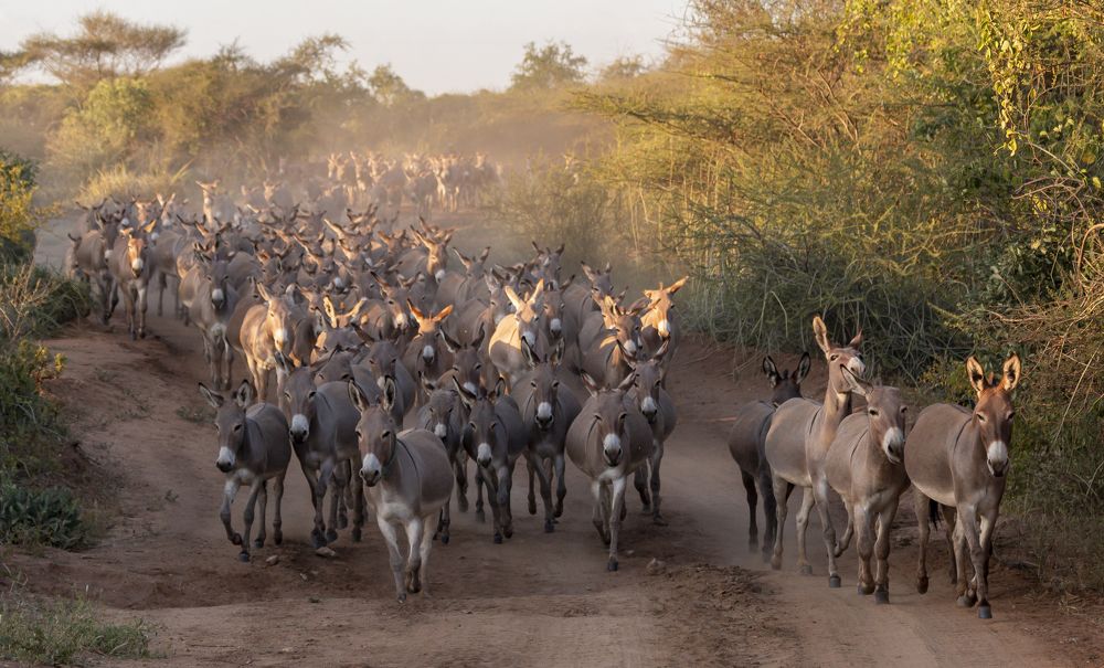 Фотография автора Евгений Печенин