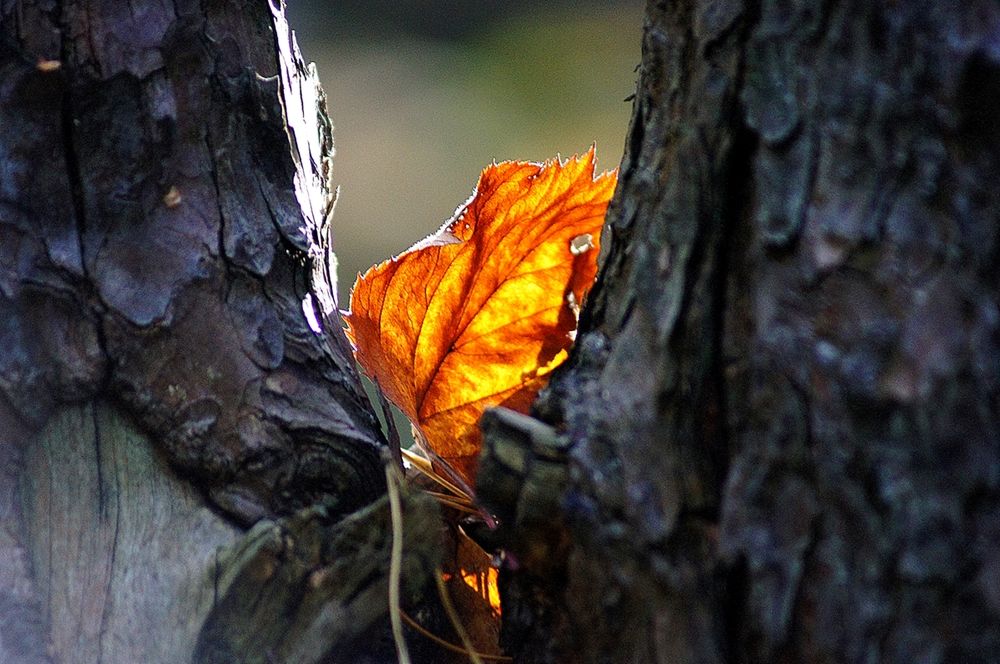 Photograph by Леонид Шнейдерман