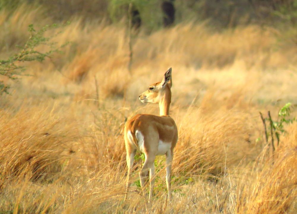Female blackbuck looking great in its habitat