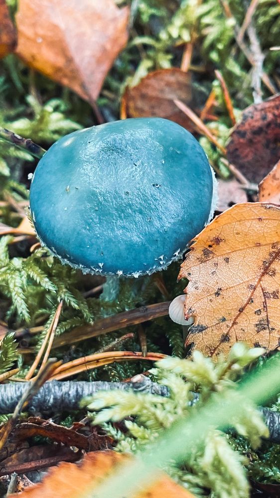 Photograph by Людмила Казак