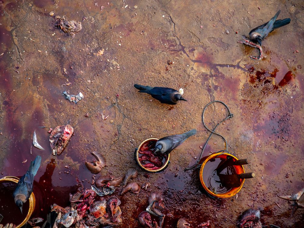 Фотография автора Pramod Athukorala