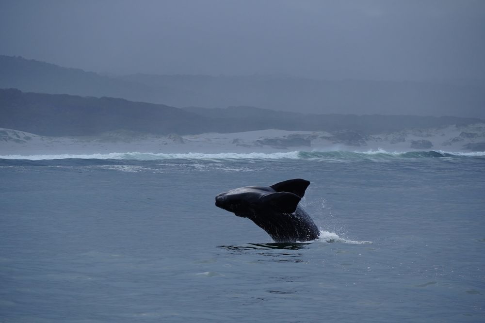 Photograph by Грибова Наталья