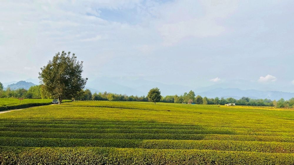 Photograph by shima yousef zade