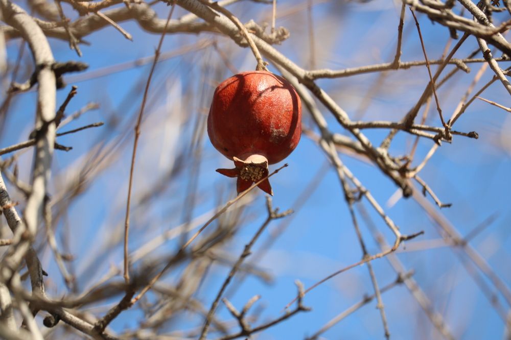 Photograph by Babak Akvan