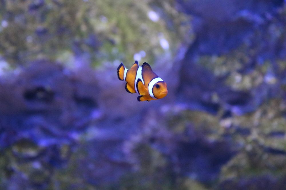 Photograph by Babak Akvan