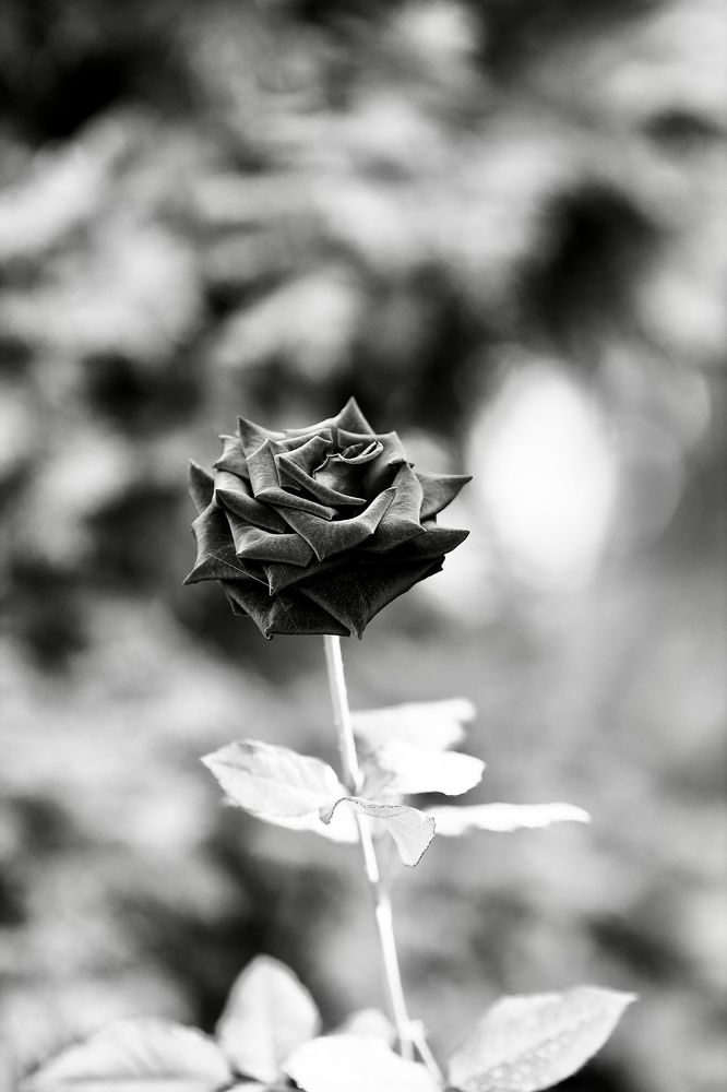 Photograph by Роман Акулов