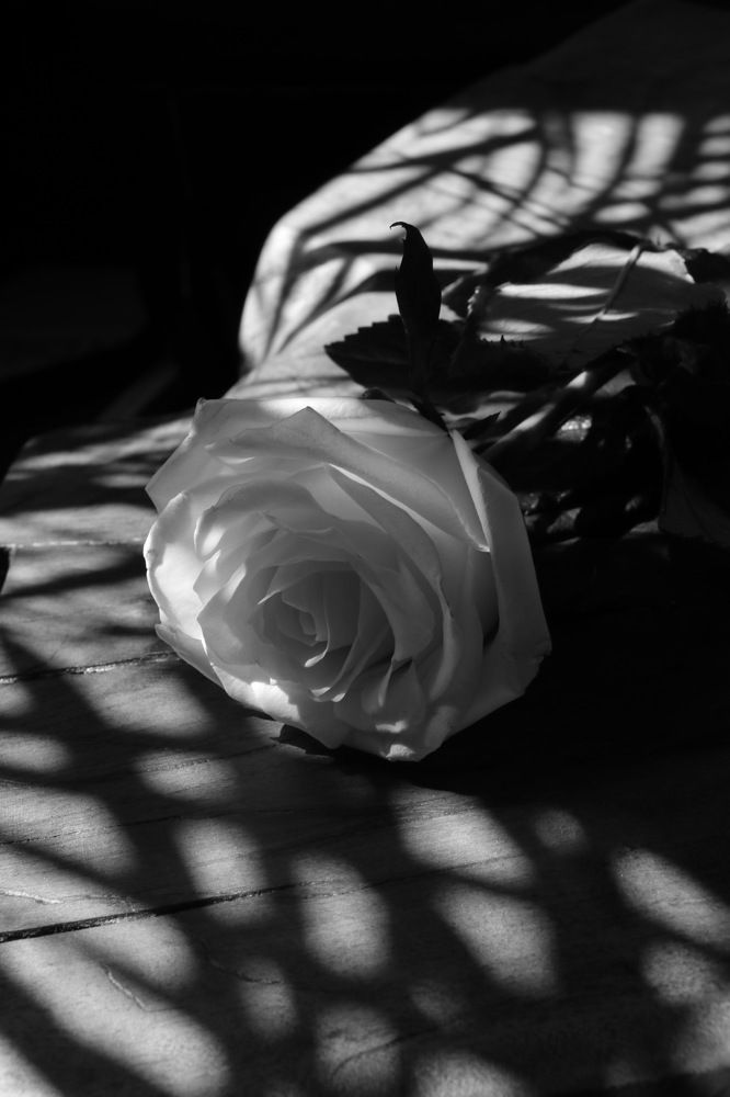 ‏White Rose
