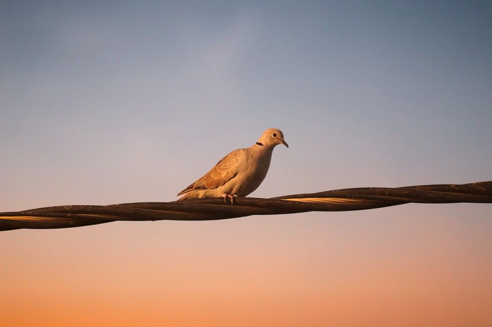 Photograph by Baraiya Bipin