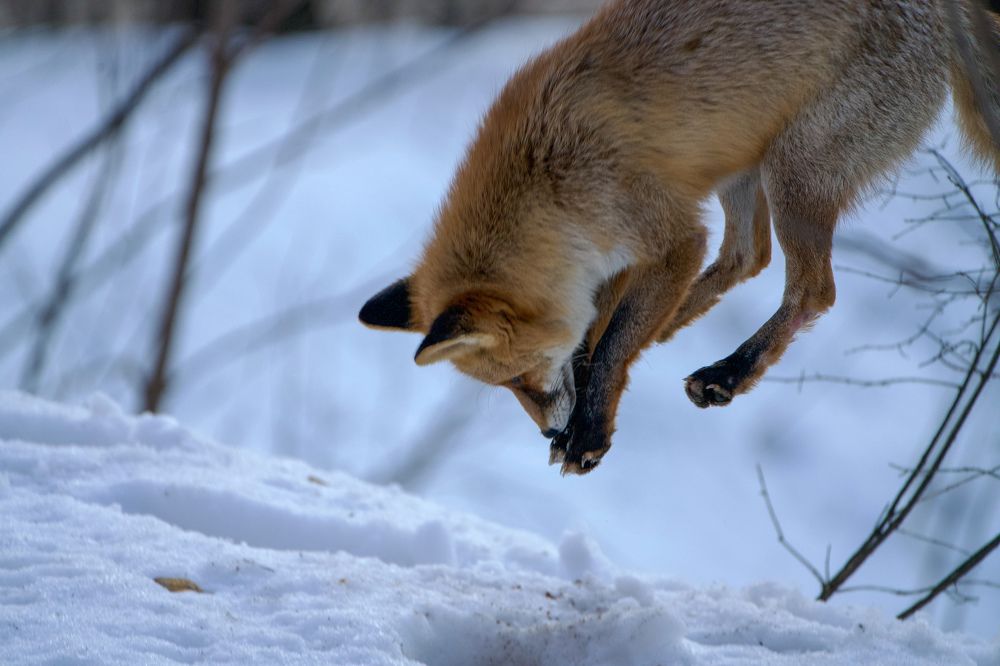 Фотография автора Viktoriya Kim