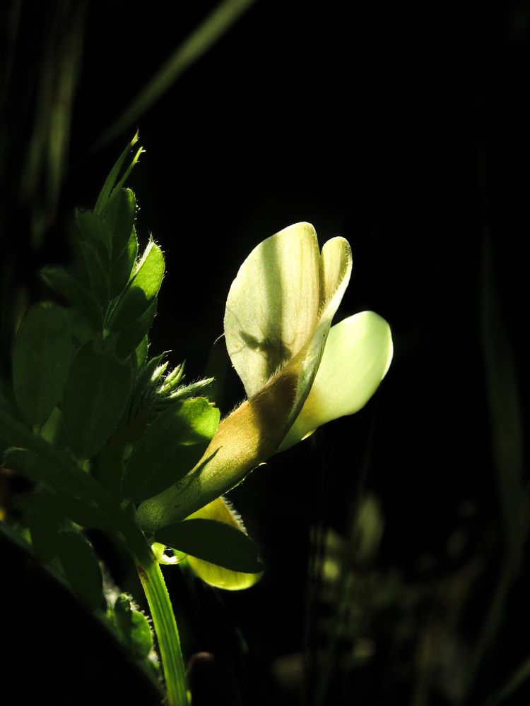 Фотография автора Лада Еремеева
