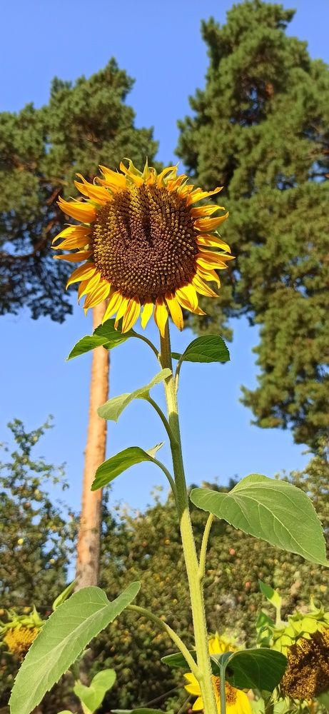 Всё выше, выше и выыыше!