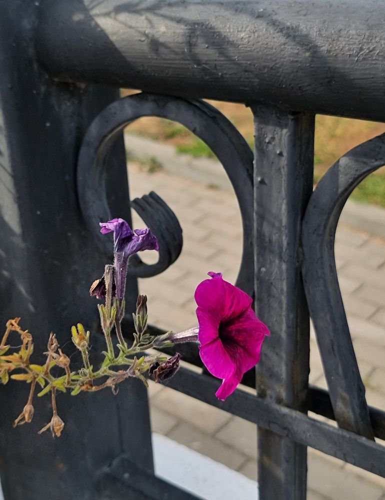 Фотография автора Светлана Алексеева