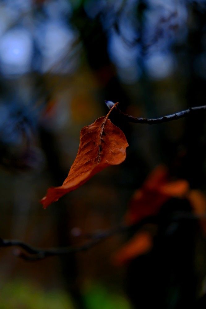 Photograph by Надежда Кангина