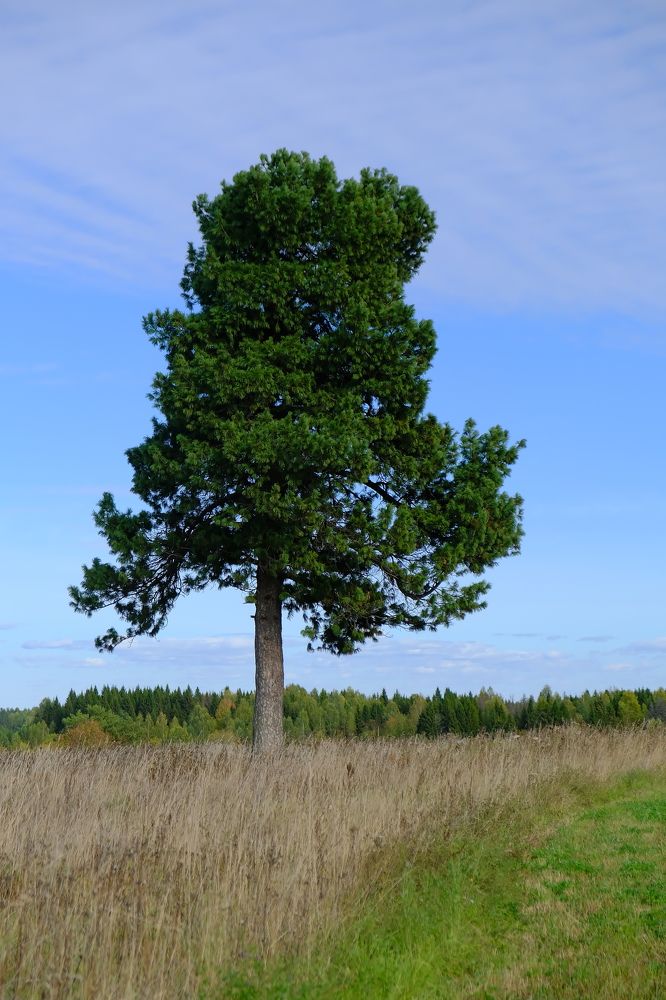 Photograph by Надежда Кангина