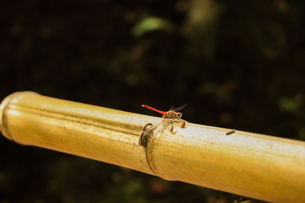 Photograph by Валерия Лунина