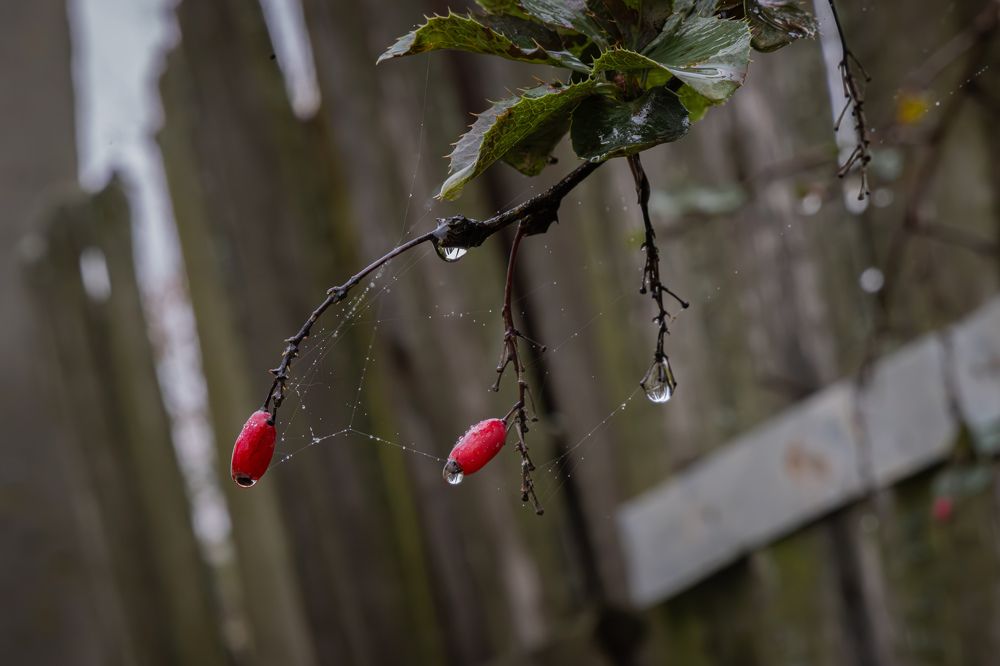 Photograph by Marie Dechene