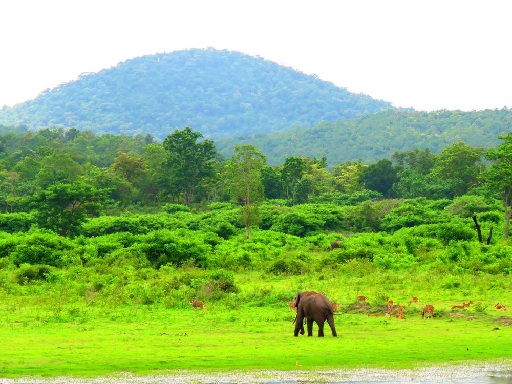 Male tusker walks into the forest