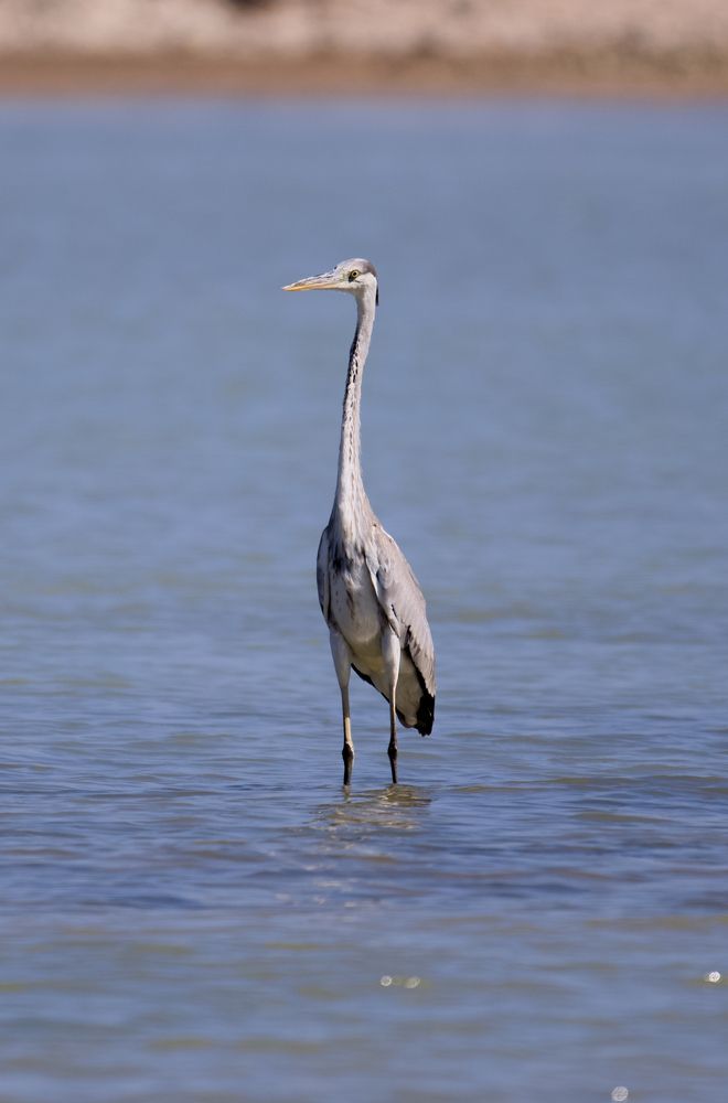 Photograph by Mina Saweris