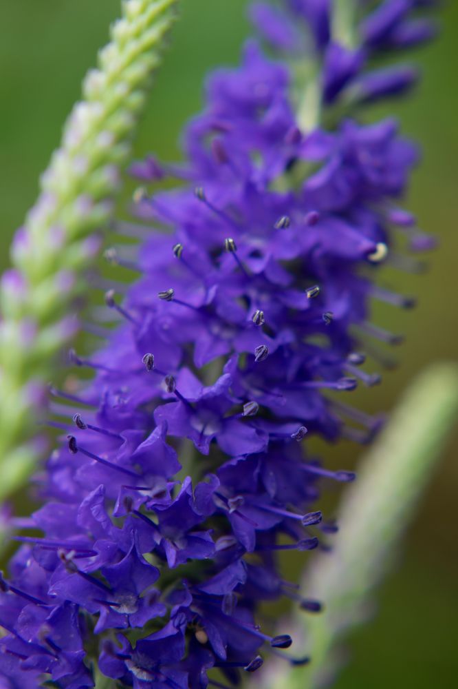 Photograph by Галина Ноздрина