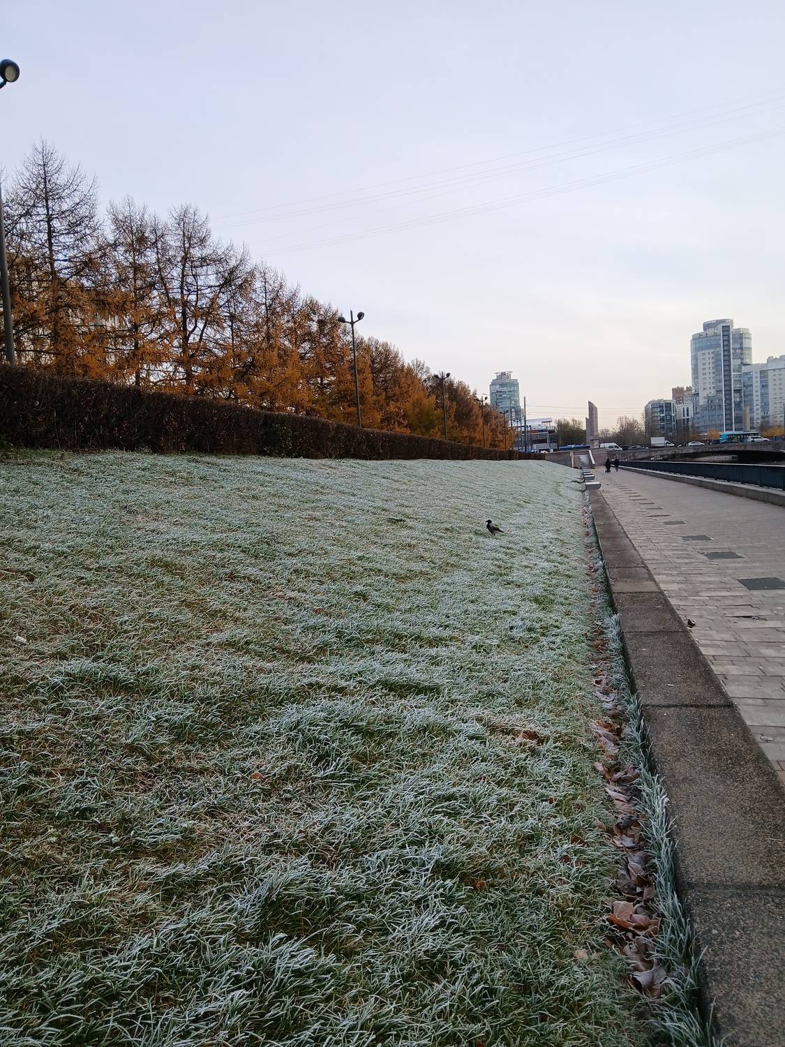 Photo #11359929