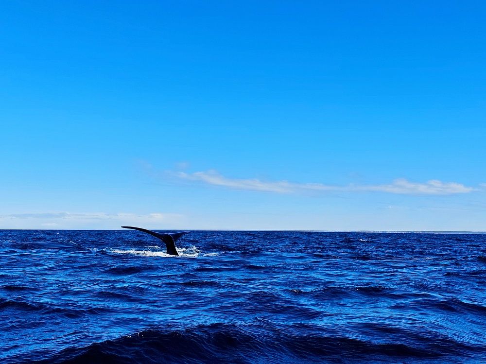 Ballena 1