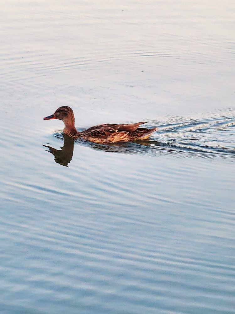 Фотография автора Galina Israilov