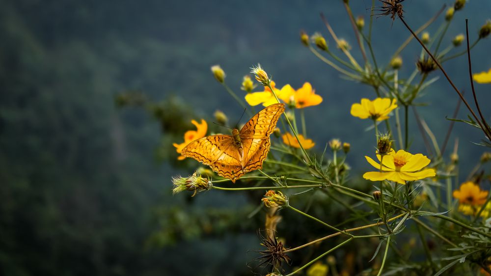 MACRO WORLD