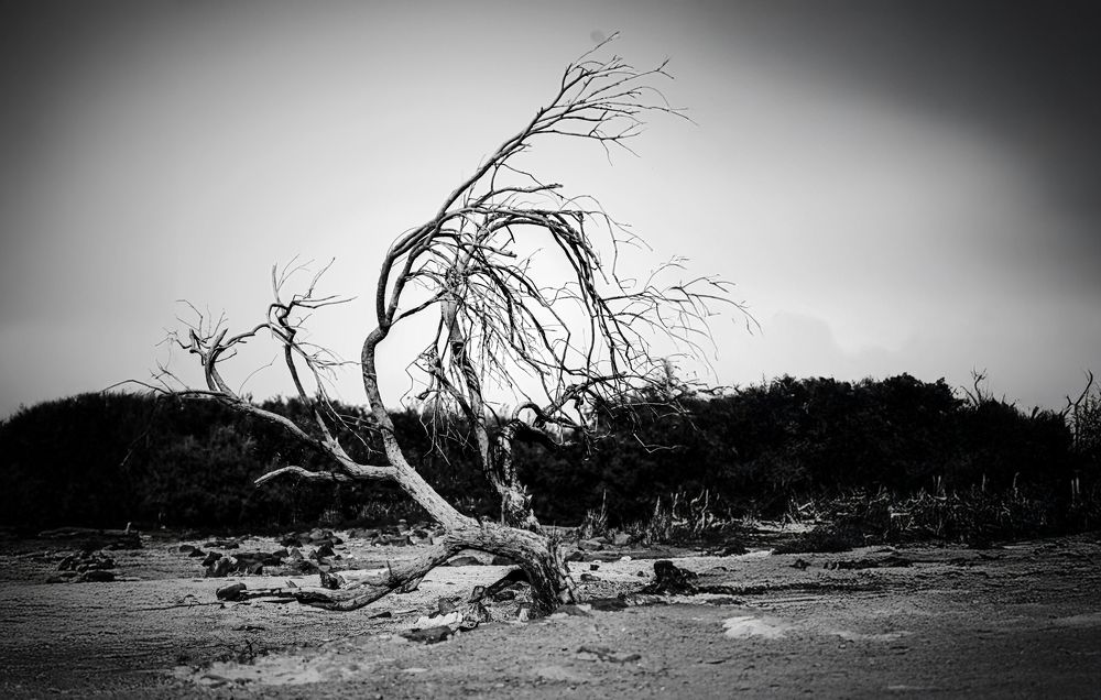 Photograph by Ali Abu Ras