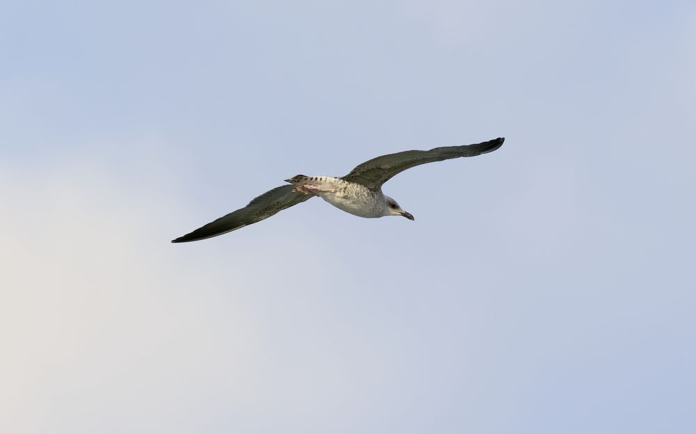 Photograph by Mina Saweris