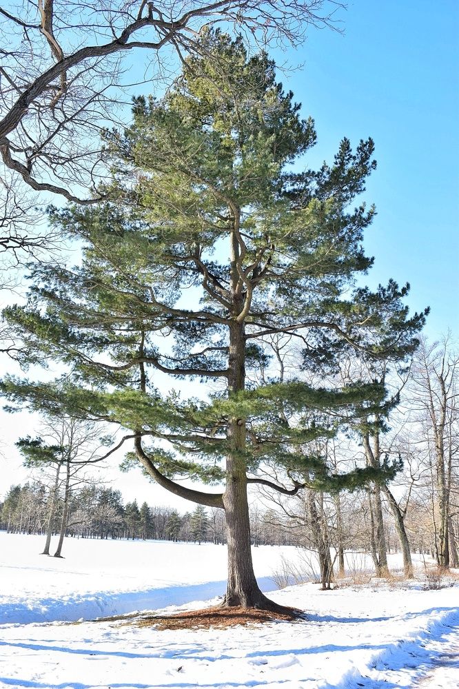 Photograph by Антонина Шабышева