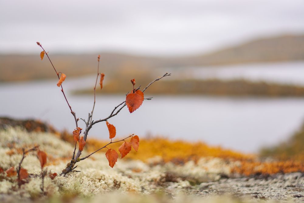 Photograph by Артем Полинин