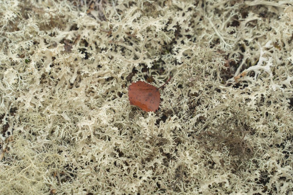 Photograph by Артем Полинин