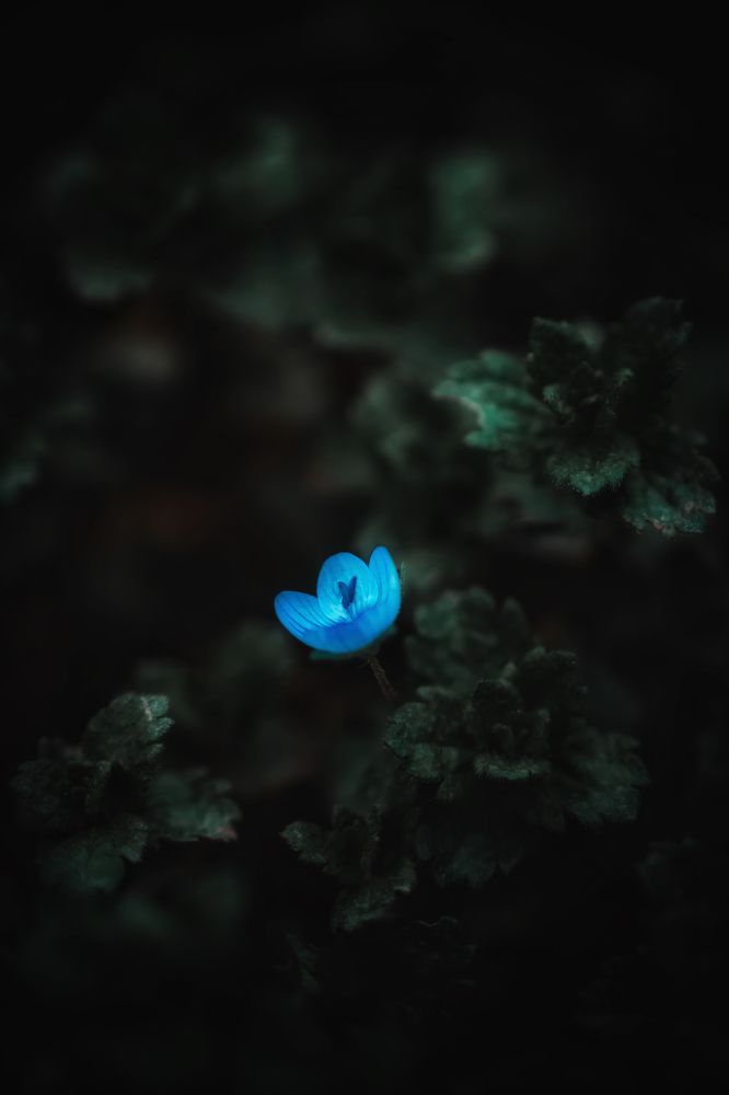 Photograph by Anya Lo