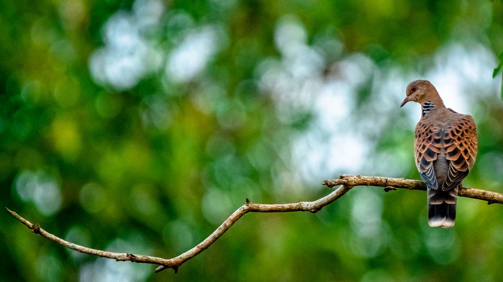 Photograph by Faisal Fasaludeen