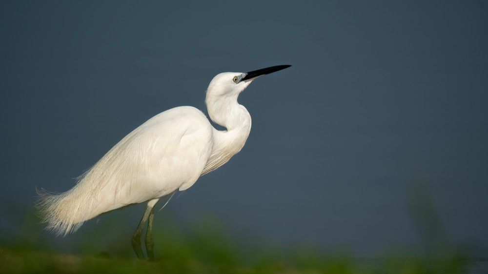 Photograph by Faisal Fasaludeen