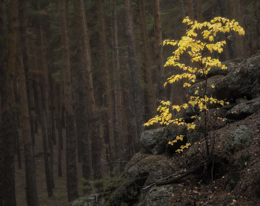 Photograph by  Алексей