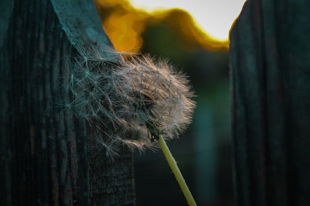 Photograph by Дарья Зенченко