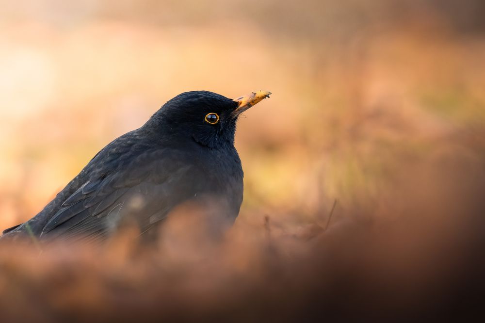 Photograph by Michael Gerhold