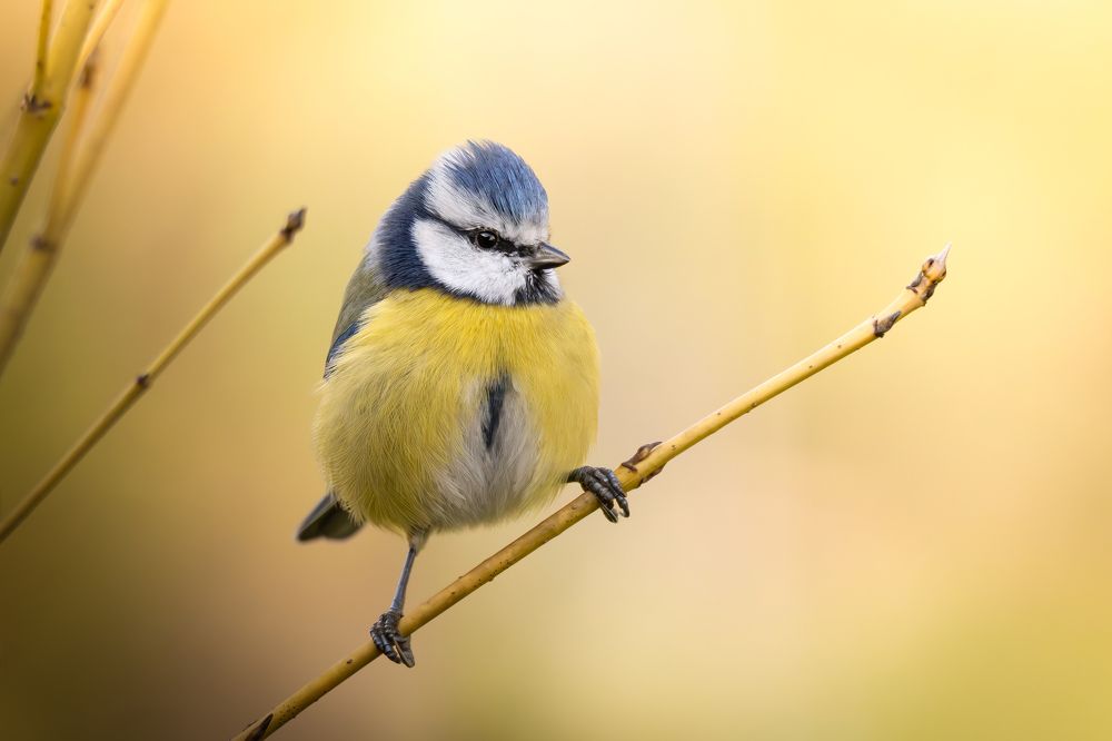 Photograph by Michael Gerhold