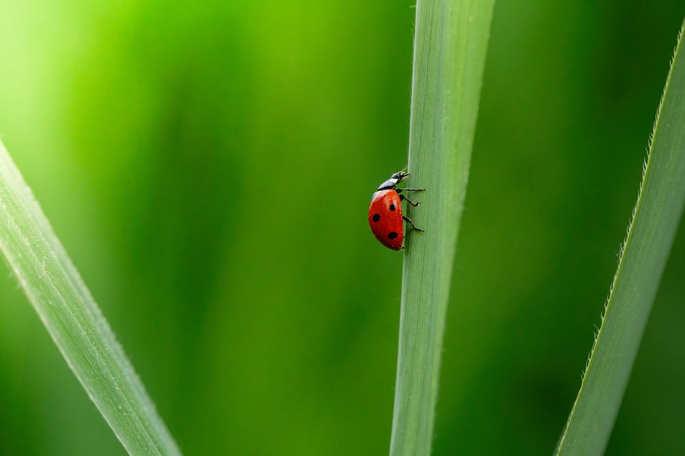 Photograph by Michael Gerhold